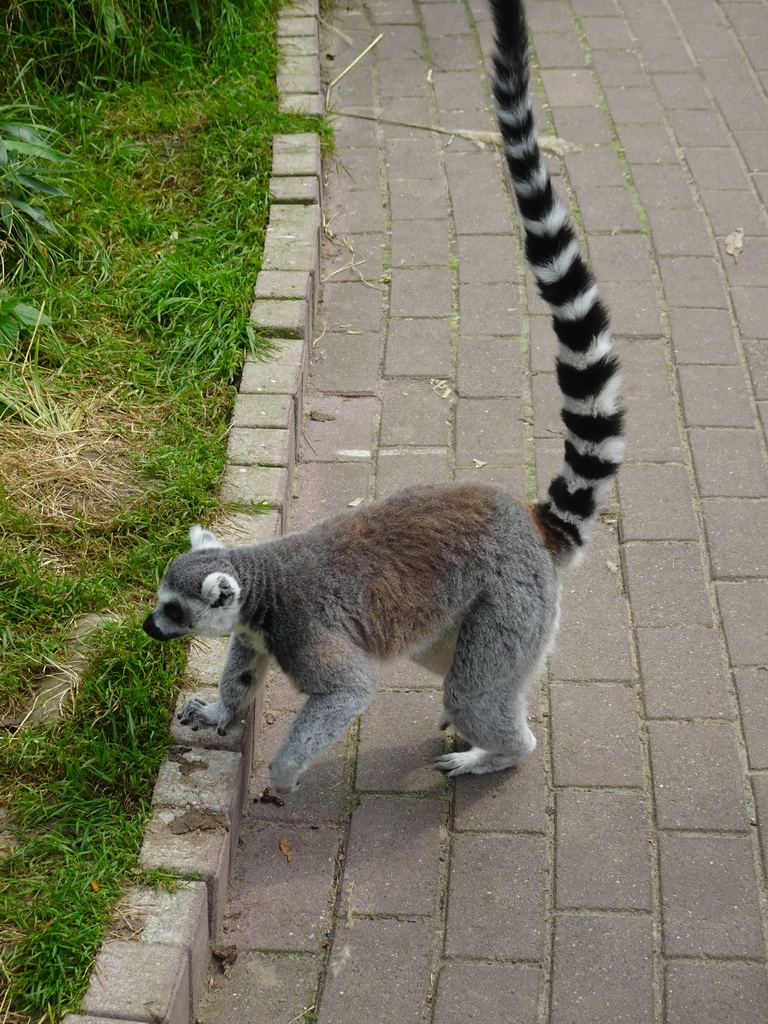 Ring-tailed Lemur at the Dierenrijk zoo