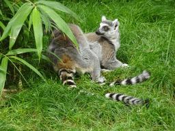 Ring-tailed Lemurs at the Dierenrijk zoo