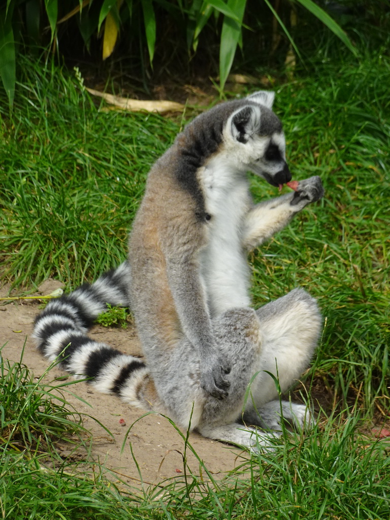 Ring-tailed Lemur eating fruit at the Dierenrijk zoo