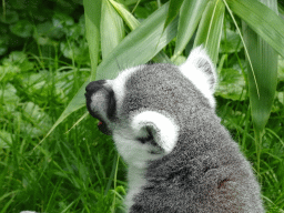 Ring-tailed Lemur eating fruit at the Dierenrijk zoo