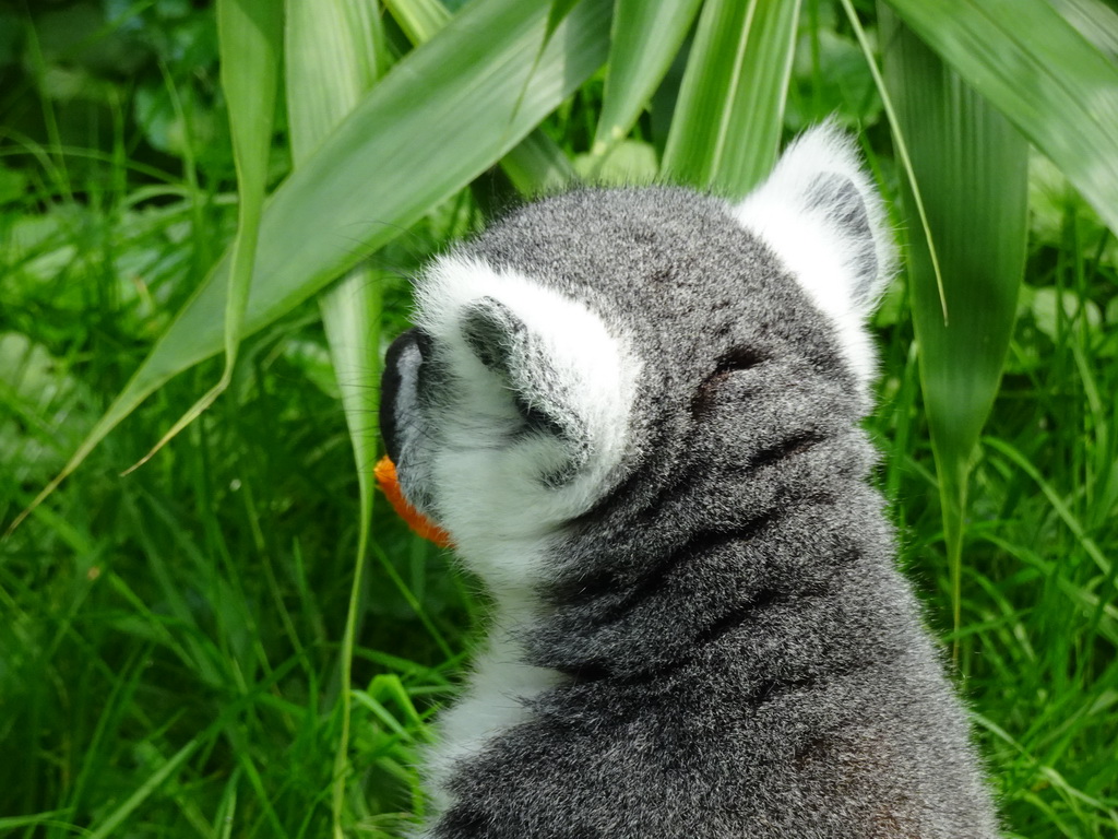 Ring-tailed Lemur eating fruit at the Dierenrijk zoo