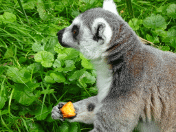 Ring-tailed Lemur eating fruit at the Dierenrijk zoo