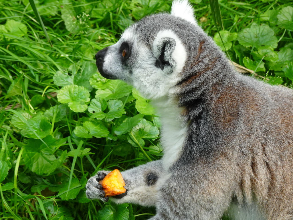 Ring-tailed Lemur eating fruit at the Dierenrijk zoo