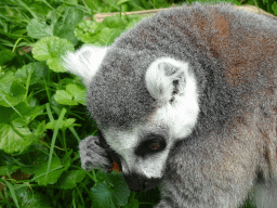 Ring-tailed Lemur eating fruit at the Dierenrijk zoo
