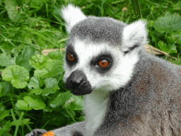 Ring-tailed Lemur eating fruit at the Dierenrijk zoo