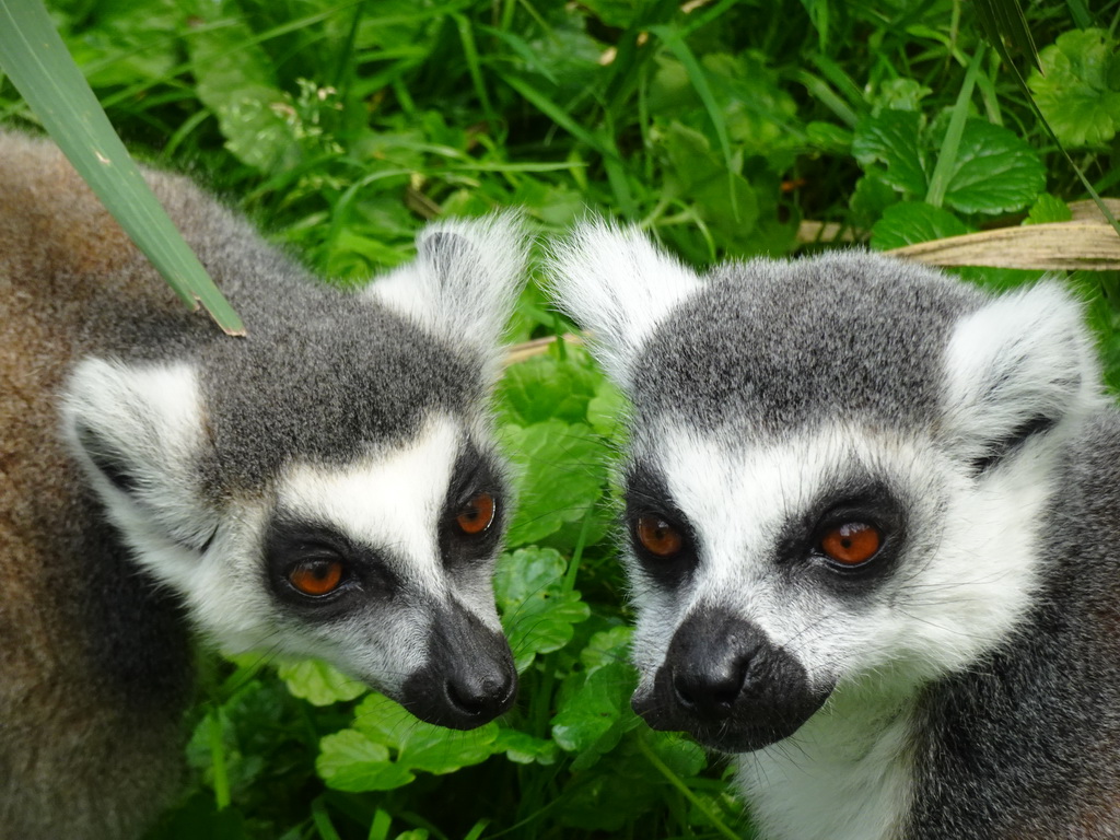 Ring-tailed Lemurs at the Dierenrijk zoo
