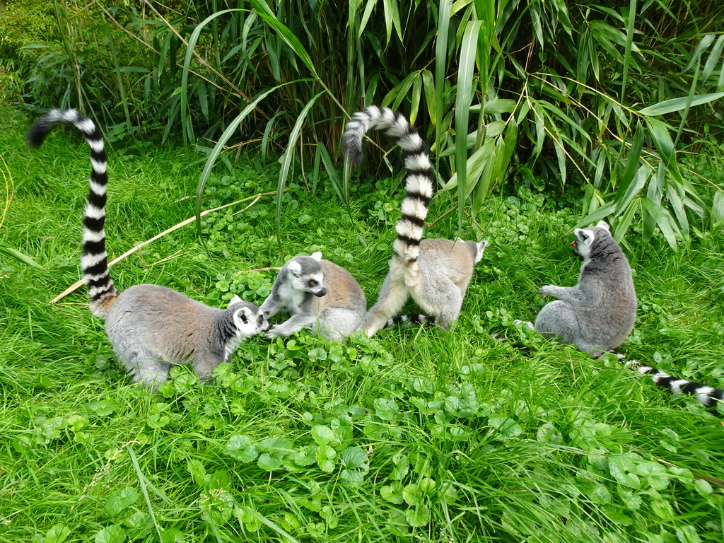 Ring-tailed Lemurs at the Dierenrijk zoo