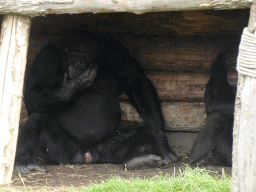 Chimpanzees at the Dierenrijk zoo