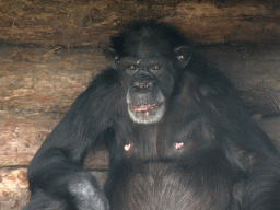 Chimpanzee at the Dierenrijk zoo