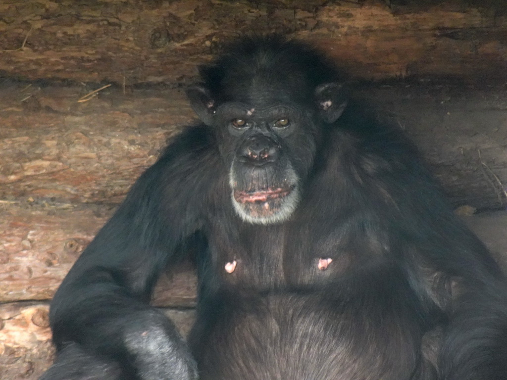 Chimpanzee at the Dierenrijk zoo