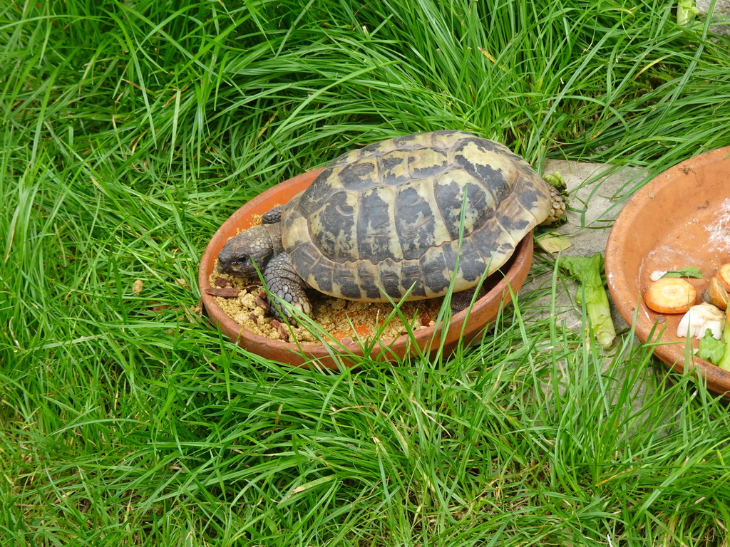 Hermann`s Tortoise at the Dierenrijk zoo