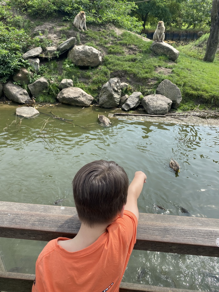 Max feeding the Common Carps at the Dierenrijk zoo