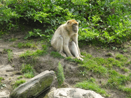 Barbary Macaque at the Dierenrijk zoo