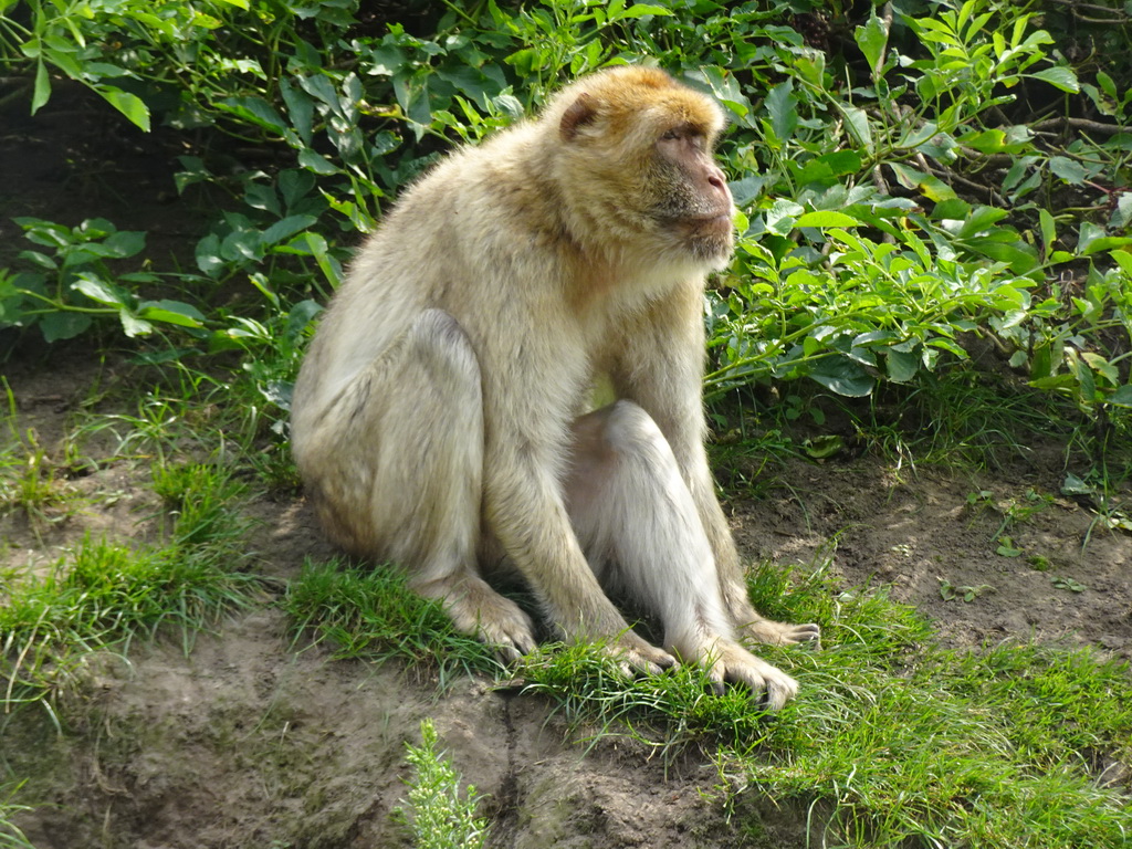 Barbary Macaque at the Dierenrijk zoo