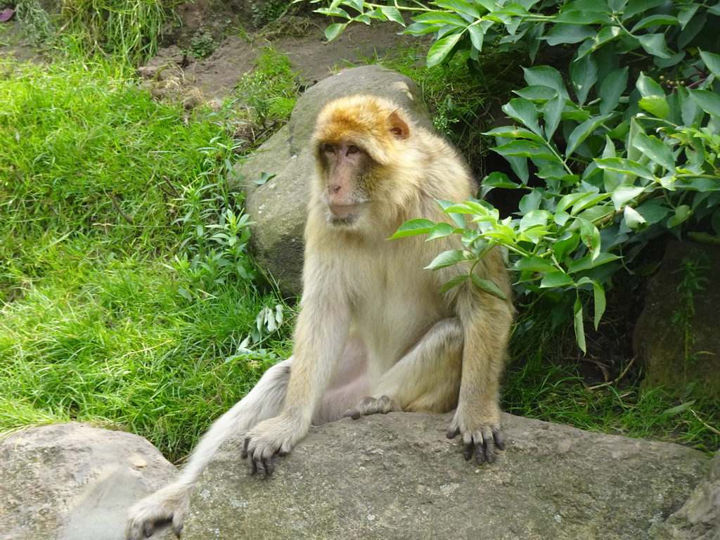 Barbary Macaque at the Dierenrijk zoo