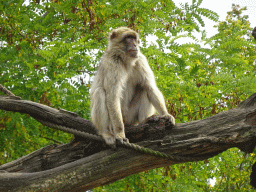 Barbary Macaque at the Dierenrijk zoo