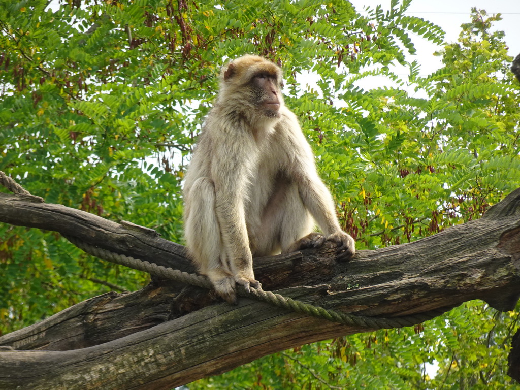 Barbary Macaque at the Dierenrijk zoo