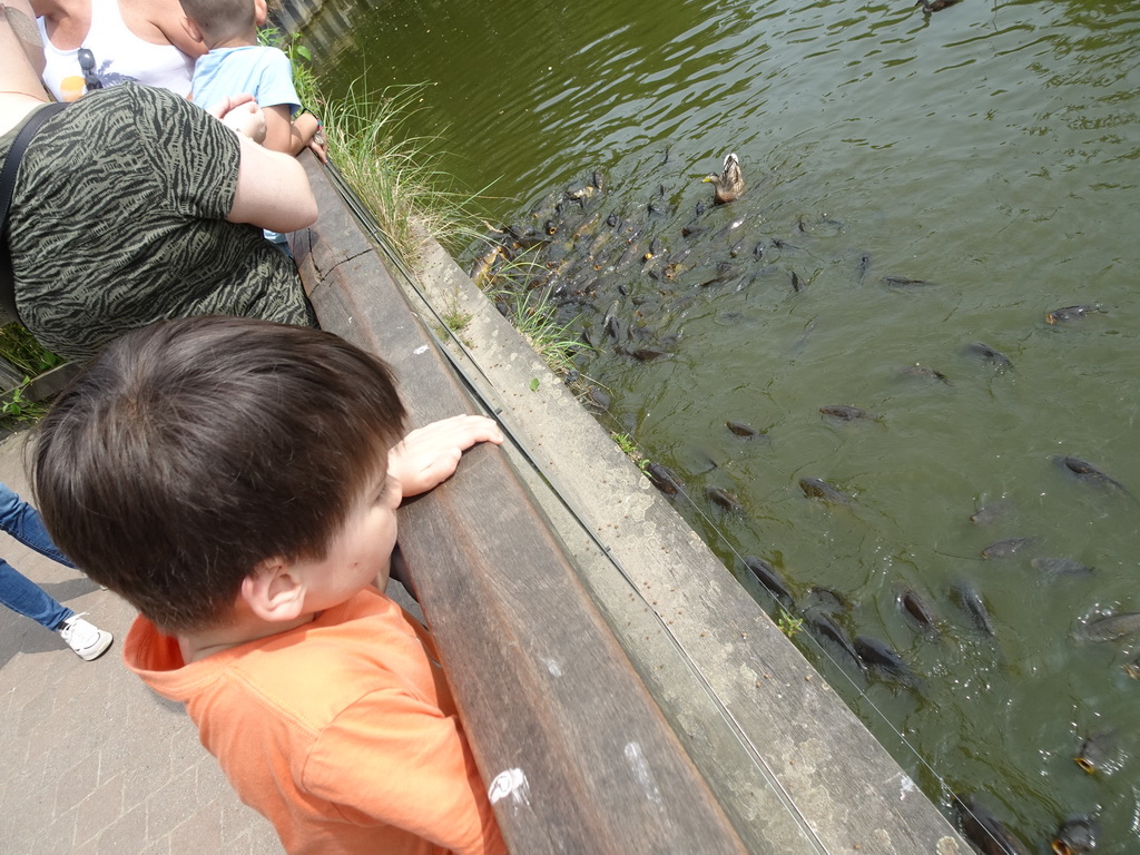 Max feeding the Common Carps at the Dierenrijk zoo