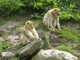 Barbary Macaques at the Dierenrijk zoo