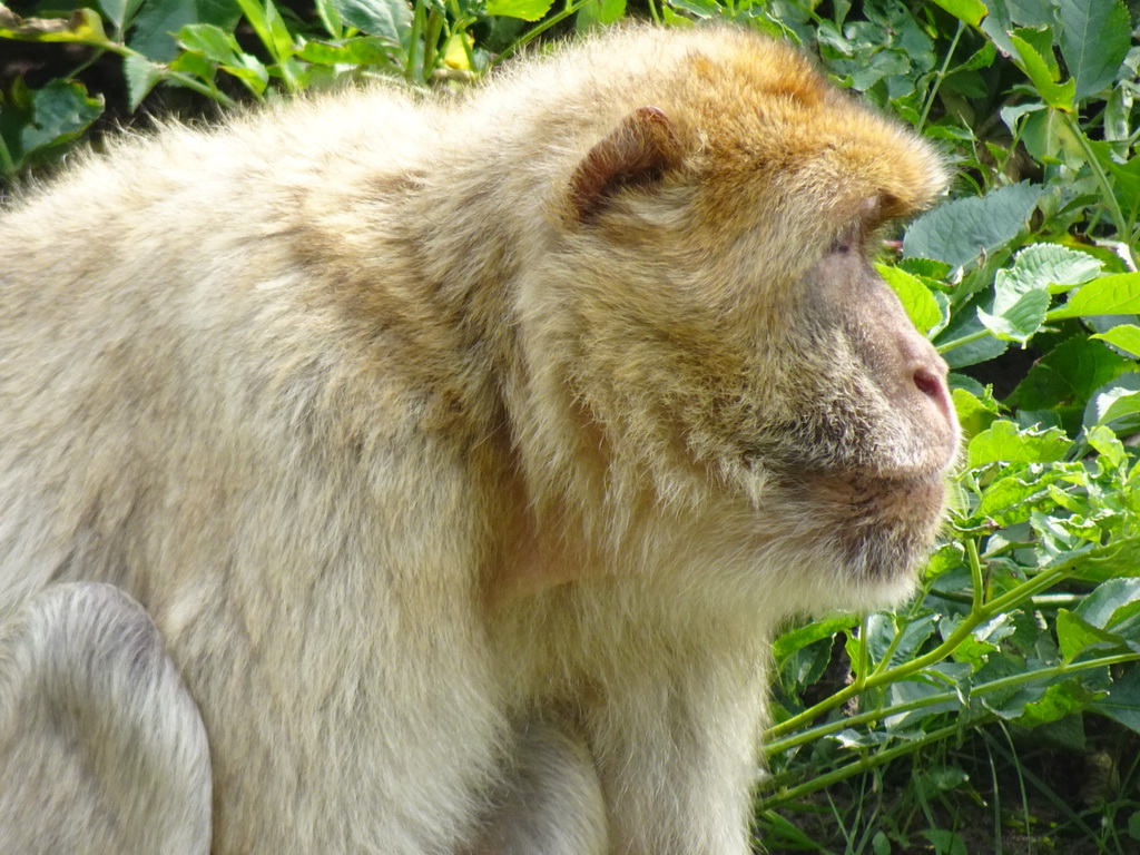 Barbary Macaque at the Dierenrijk zoo