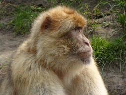 Barbary Macaque at the Dierenrijk zoo