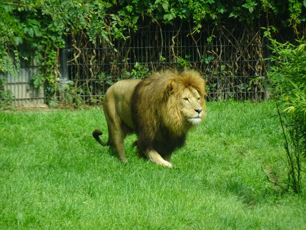 African Lion at the Dierenrijk zoo