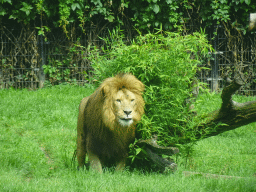 African Lion at the Dierenrijk zoo