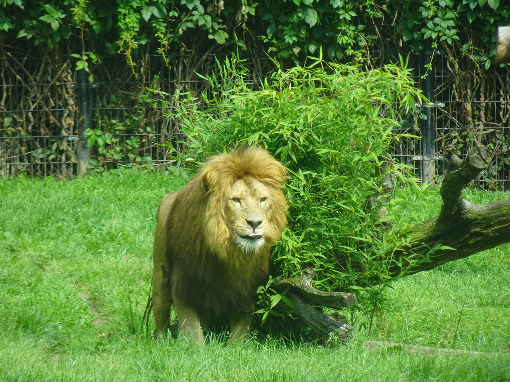 African Lion at the Dierenrijk zoo