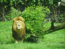 African Lion at the Dierenrijk zoo