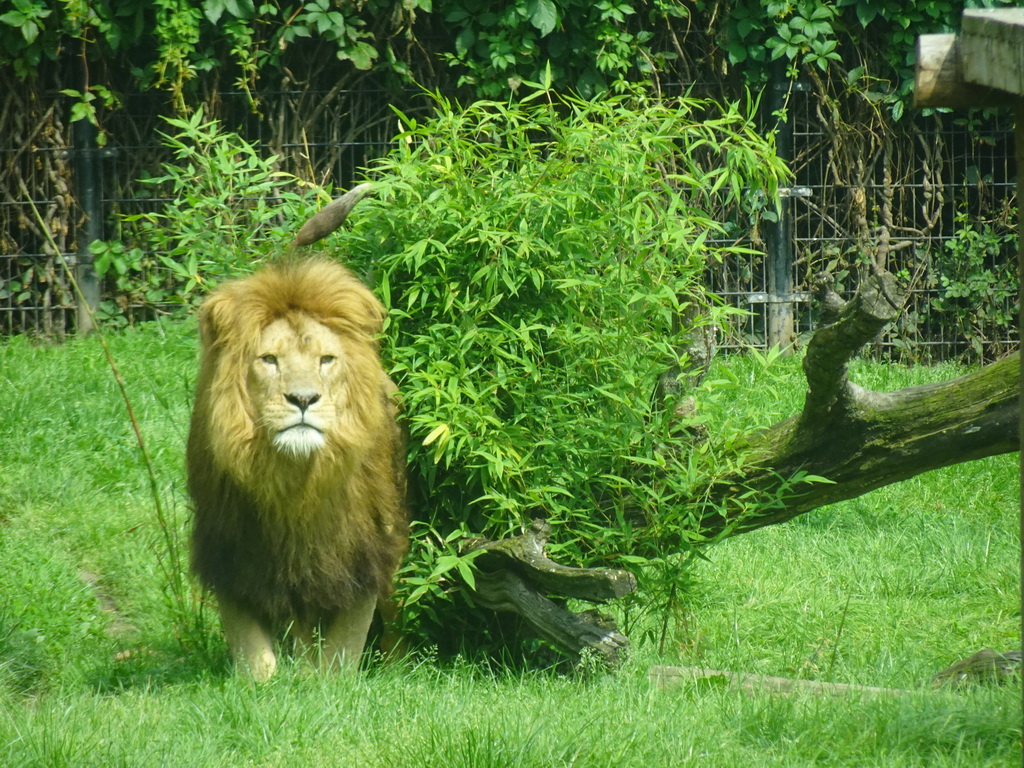 African Lion at the Dierenrijk zoo