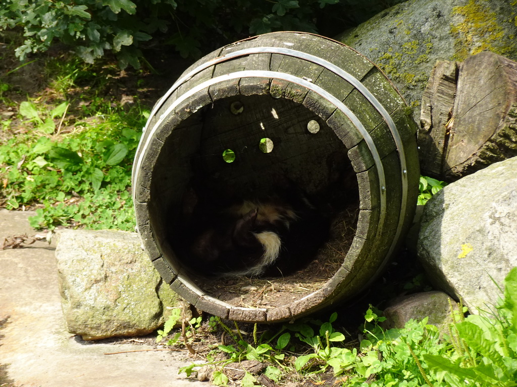 Striped Skunk at the Dierenrijk zoo