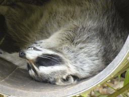 Raccoon at the Dierenrijk zoo