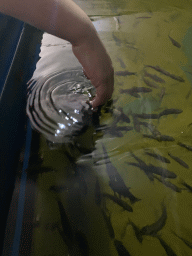 Max`s hand with Doctor Fish at the Dierenrijk zoo