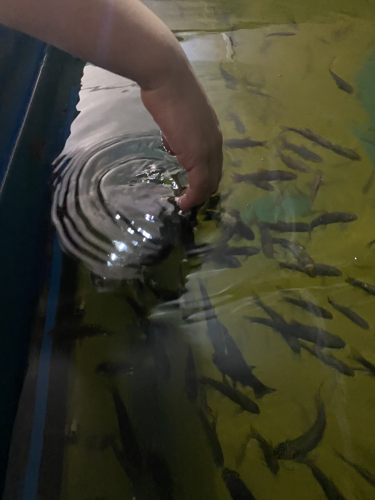 Max`s hand with Doctor Fish at the Dierenrijk zoo