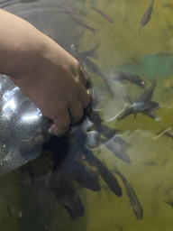 Max`s hand with Doctor Fish at the Dierenrijk zoo