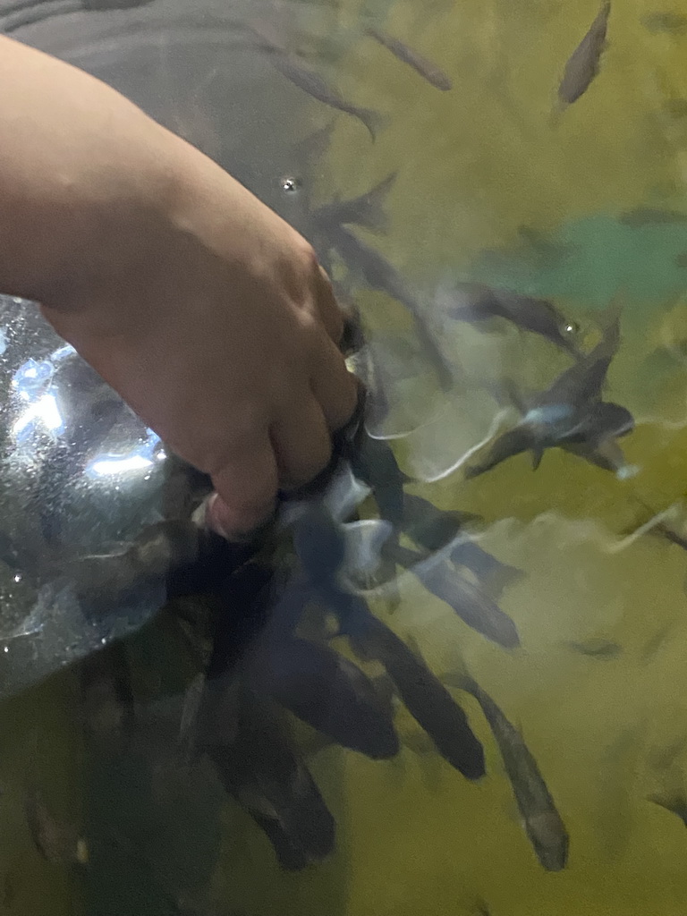 Max`s hand with Doctor Fish at the Dierenrijk zoo