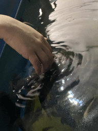 Max`s hand with Doctor Fish at the Dierenrijk zoo