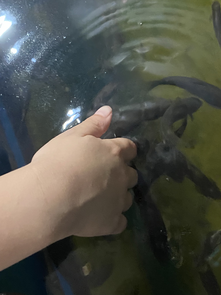 Max`s hand with Doctor Fish at the Dierenrijk zoo