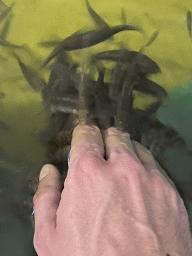 Tim`s hand with Doctor Fish at the Dierenrijk zoo