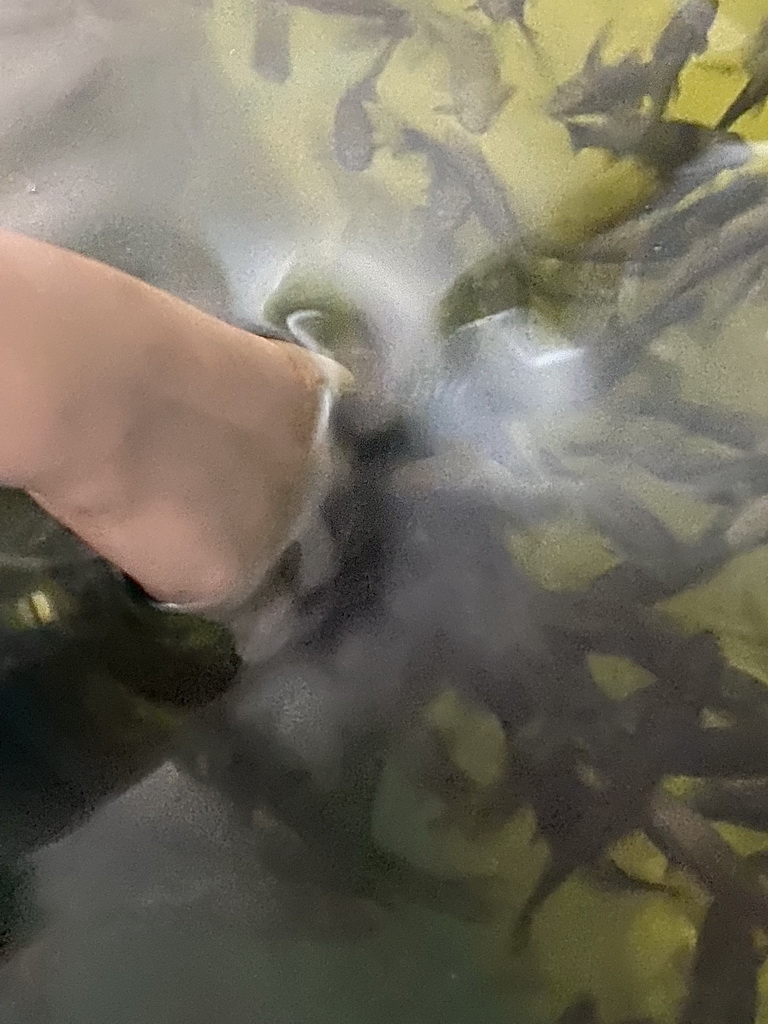Max`s hand with Doctor Fish at the Dierenrijk zoo