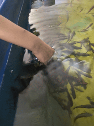 Max`s hand with Doctor Fish at the Dierenrijk zoo