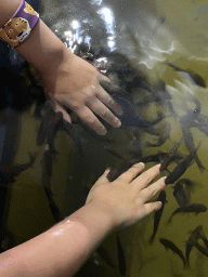 Max`s hands with Doctor Fish at the Dierenrijk zoo
