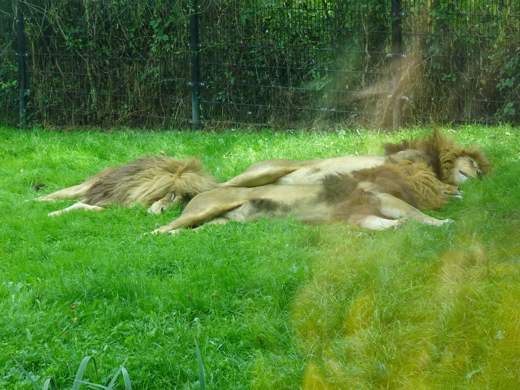 African Lions at the Dierenrijk zoo