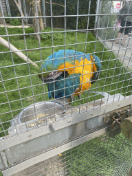 Blue-and-yellow Macaw in front of the Dierenrijk zoo