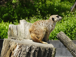 Meerkat in front of the Dierenrijk zoo