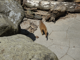 Meerkat in front of the Dierenrijk zoo