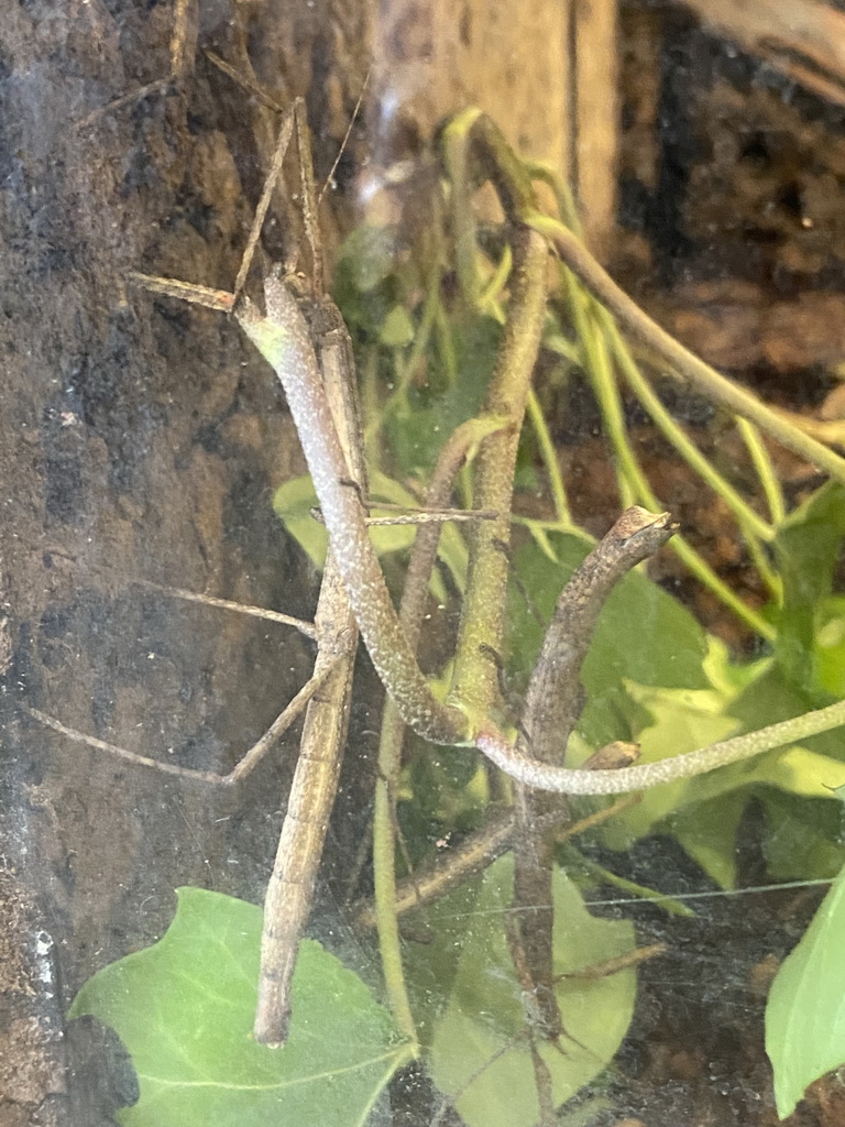 Indian Stick Insect at the Indoor Apenkooien hall at the Dierenrijk zoo