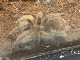 Tarantula at the Indoor Apenkooien hall at the Dierenrijk zoo