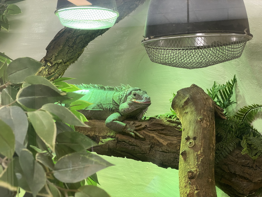 Green Iguana at the Indoor Apenkooien hall at the Dierenrijk zoo