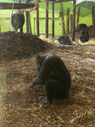 Chimpanzees at the Dierenrijk zoo, viewed from the Indoor Apenkooien hall